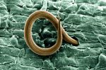 Root-knot nematode