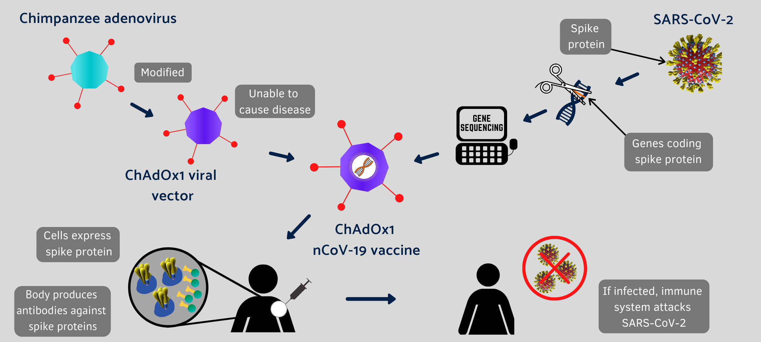 Covid-19 vaccine infographic