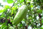 Australian finger lime