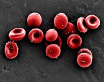 Red blood cells and nanoparticles