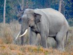 Elephant Genetic Codes to be Sequenced, Preserved