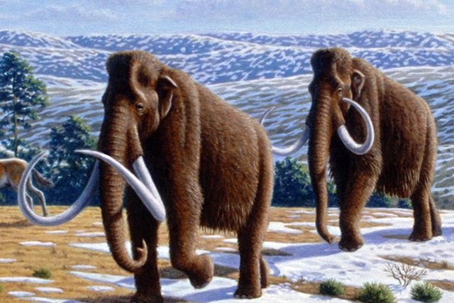 Woolly mammoth illustration