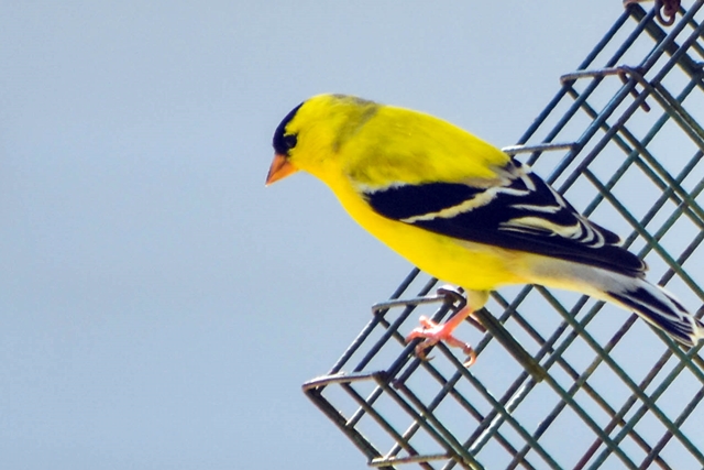 Goldfinch on wire cage