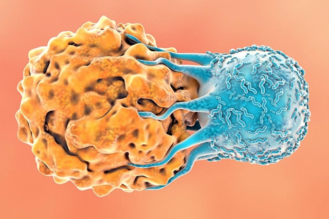 Tumor infiltrating lymphocyte