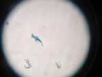 Microscopic image of archaea
