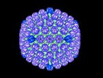 Herpes simplex virus illustration