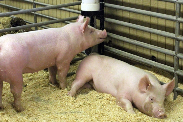 Yorkshire swine in a barn
