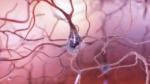 Healthy neuron illustration
