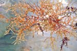 Sargassum (brown algae seaweed)