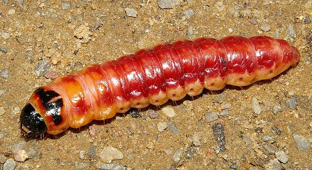 Wood moth larva