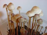 Psilocybin mushrooms