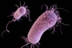 Pseudomonas Aeruginosa bacteria