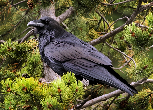 Raven in a tree