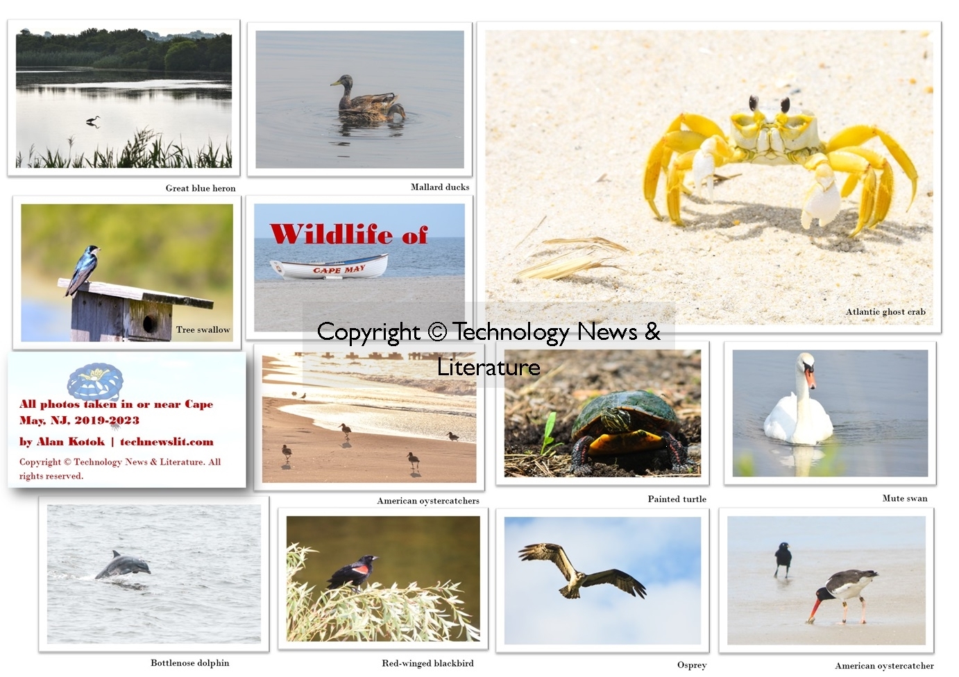 Cape May wildlife poster with watermark